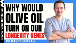 WHY-Would-OLIVE-OIL-Turn-On-Our-LONGEVITY-GENES-Dr-David-Sinclair-Interview-Clips